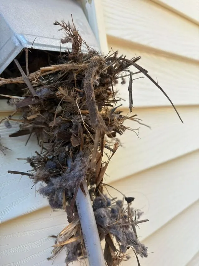 A bird's nest of twigs and lint pulled from an exterior dryer vent hood